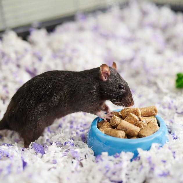 Kalmbach Feeds Rodent Diet Cubes Rats & Mice Food - Healthber