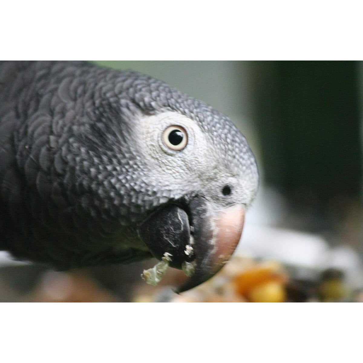 Bird Street Bistro Parrot Food Sample Pack - Healthber