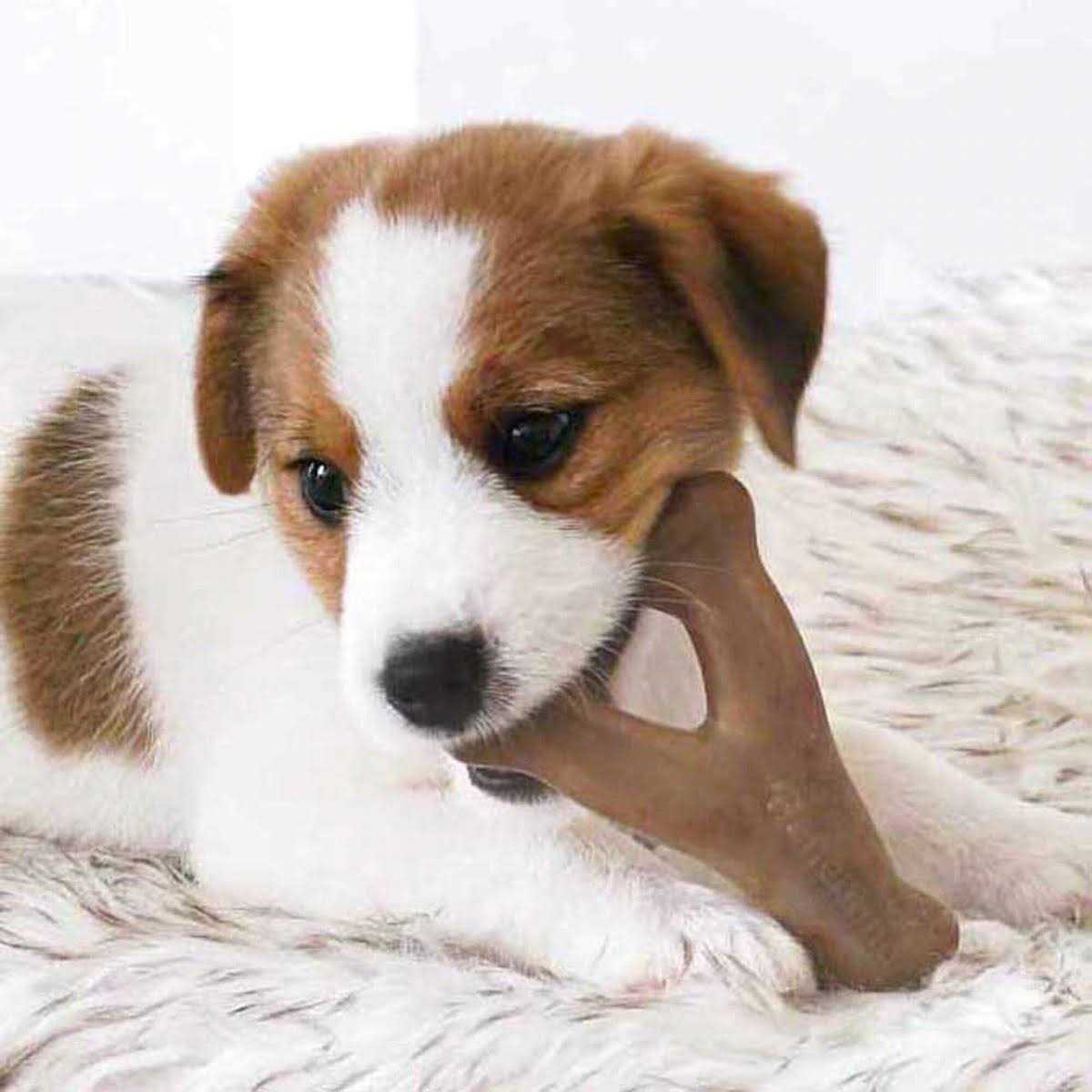 Benebone Dog Chew - Healthber