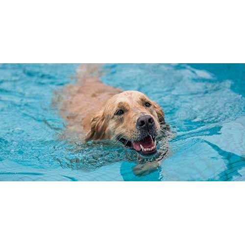 PetStep Pool Ramp For Dogs - Healthber