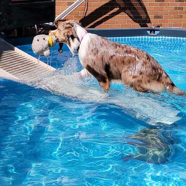 Petstep Pool Bundle - Healthber