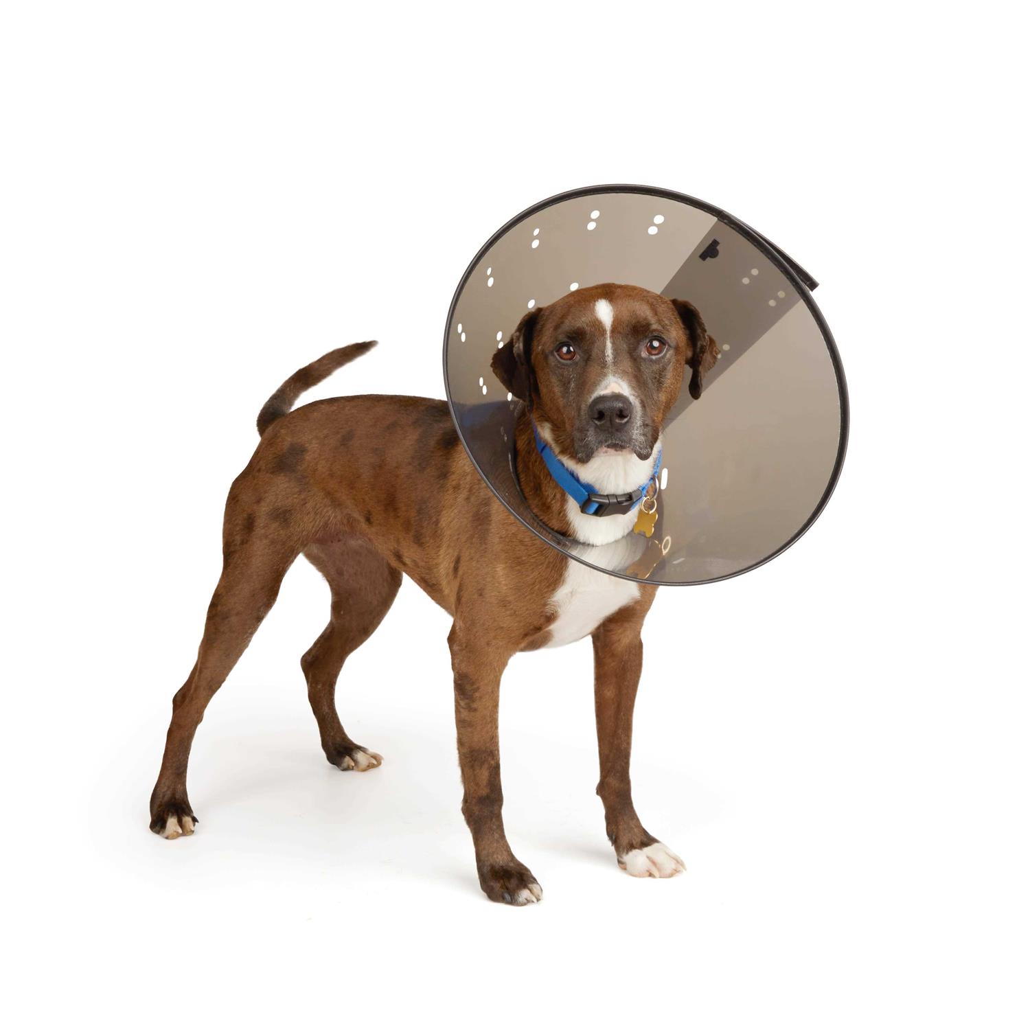 Well & Good Recovery Cone Collar - Healthber
