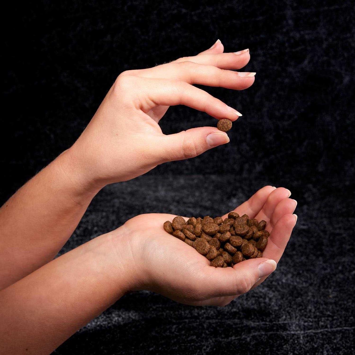 Crave Grain Free Adult Dry Dog Food with Protein - Healthber