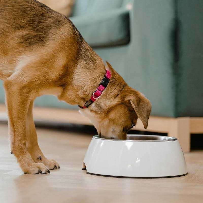 Kirkland Signature Lamb Rice Vegetable Dog Food - Healthber