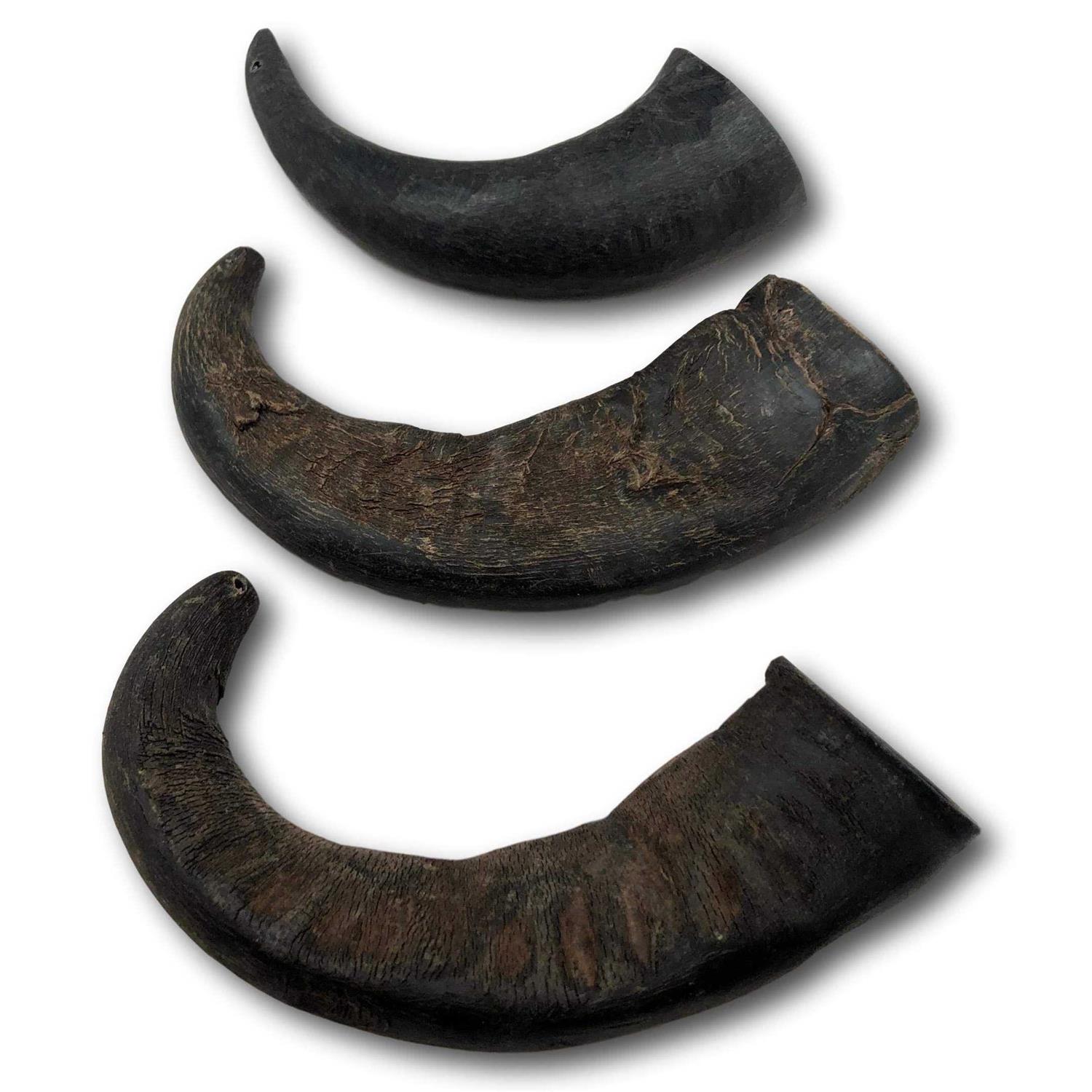 Top Dog Chews Natural Water Buffalo Horns Dog Treats - Healthber