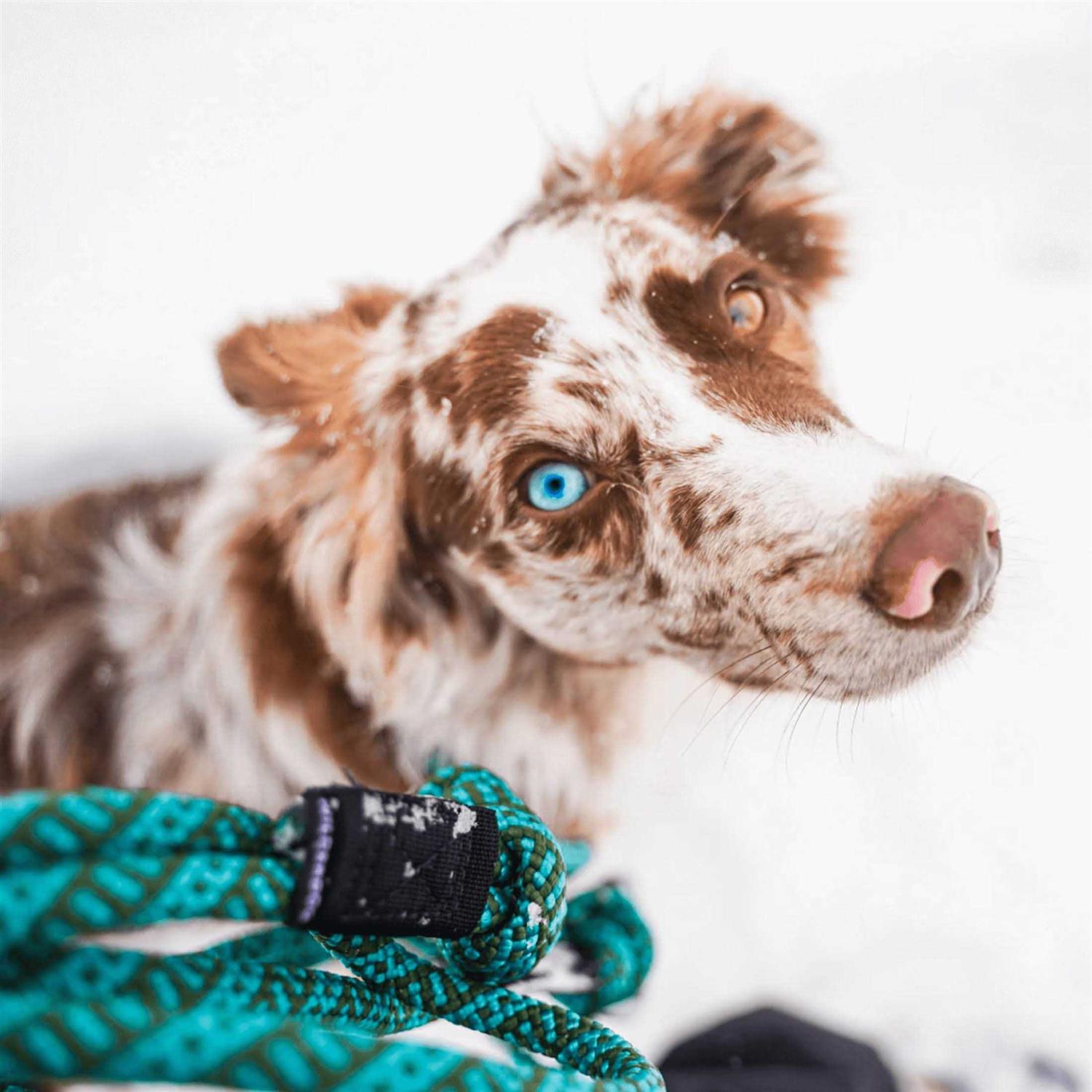 Wilderdog Carabiner Rope Leash - Healthber