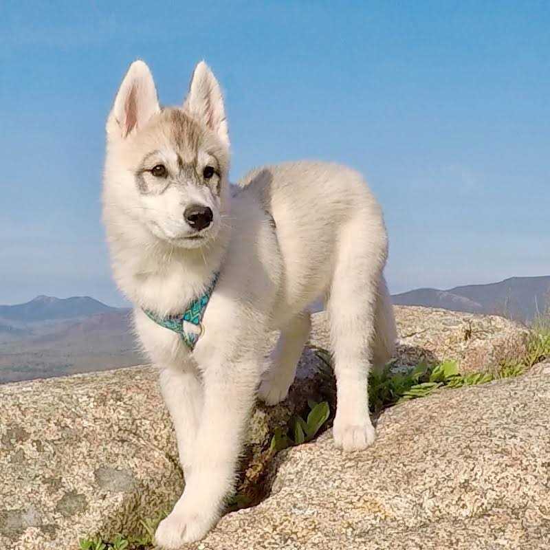 LupinePet Dog Roman Harness - Healthber