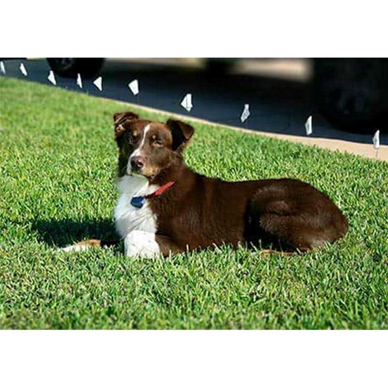Extreme Dog Fence Dog Collar Replacement Strap Compatible with Nearly All Brands and Models of Underground Dog Fences - Healthber