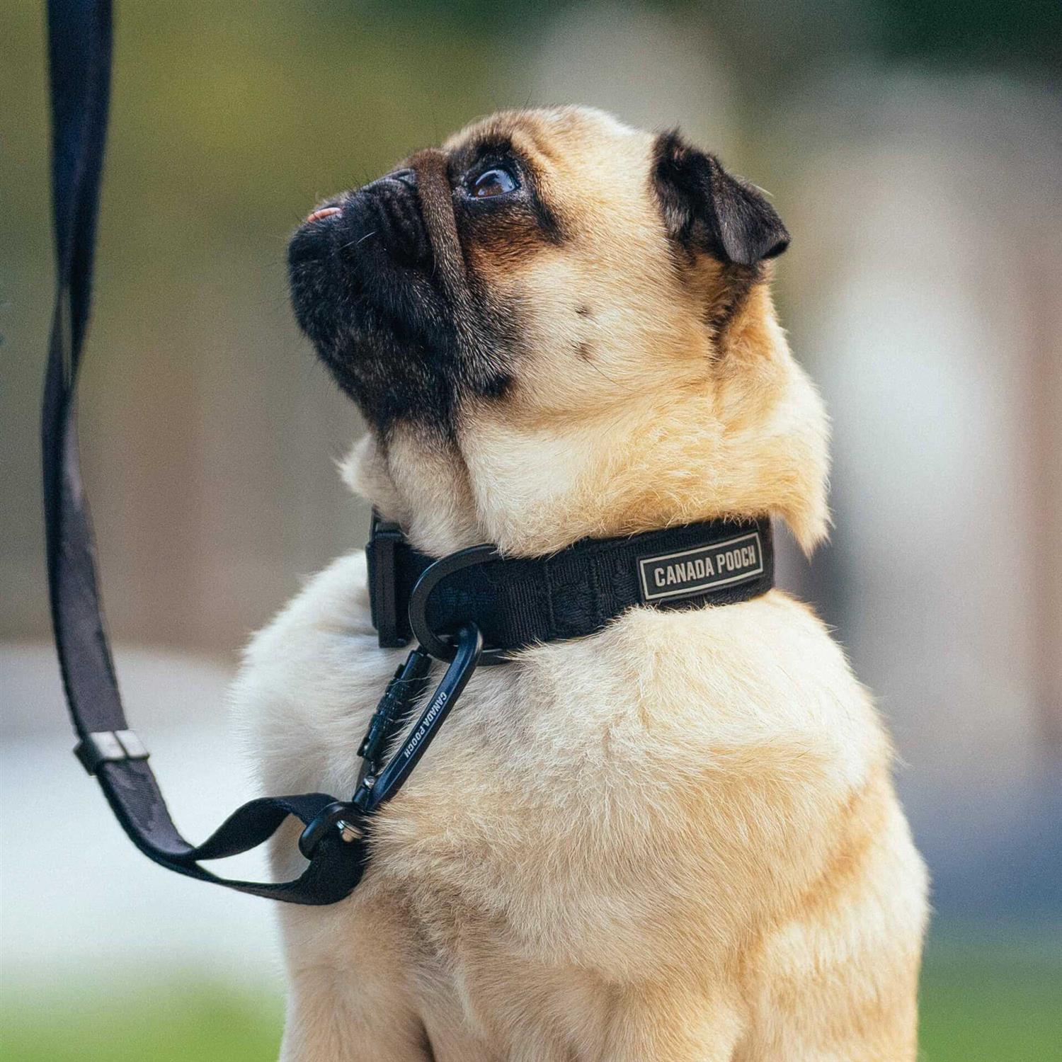 Canada Pooch Utility Dog Collar - Healthber