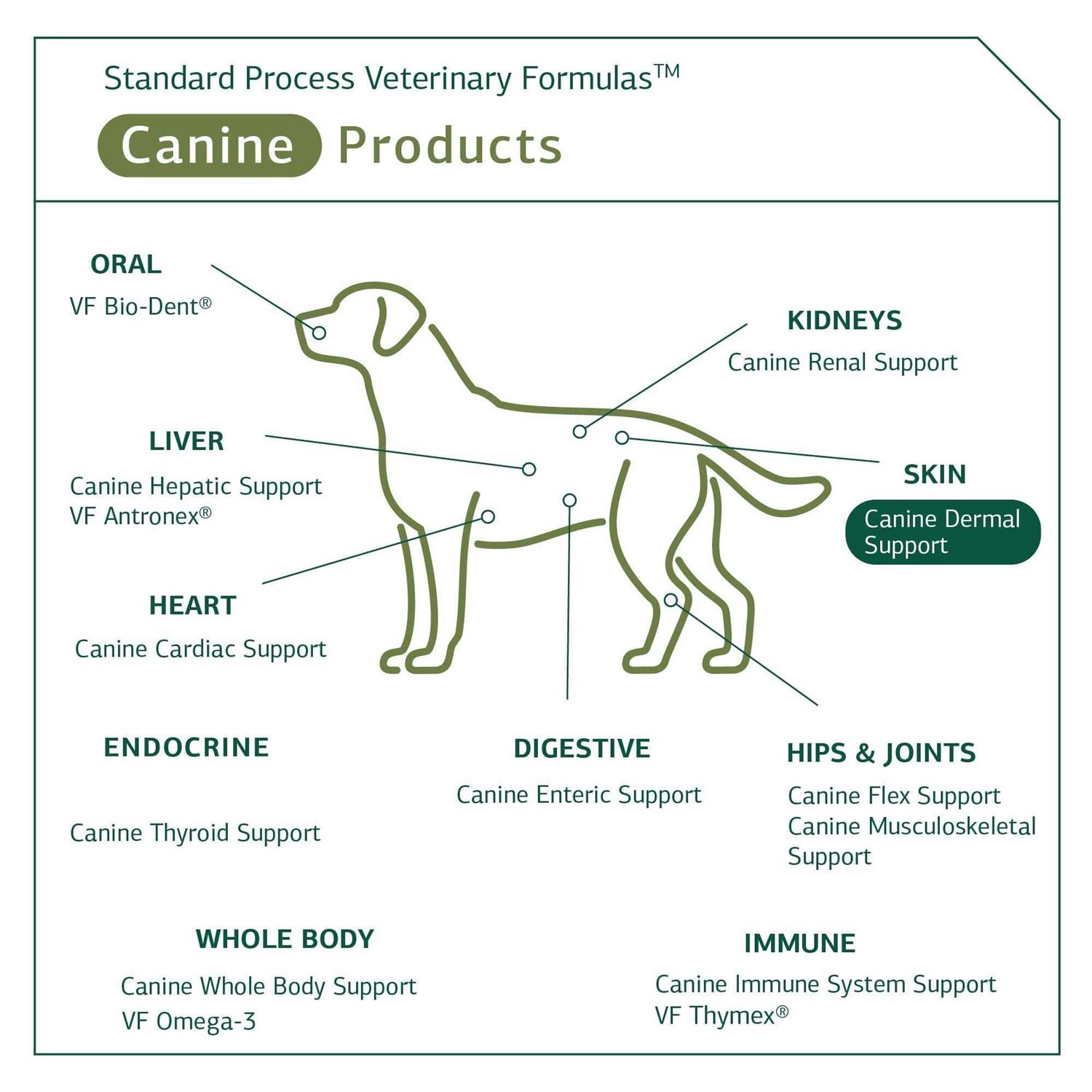 Canine Dermal Support Standard Process - Healthber