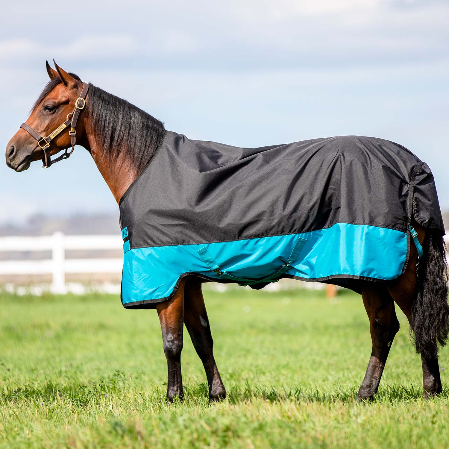 Amigo Mio Turnout, Medium Weight - Healthber