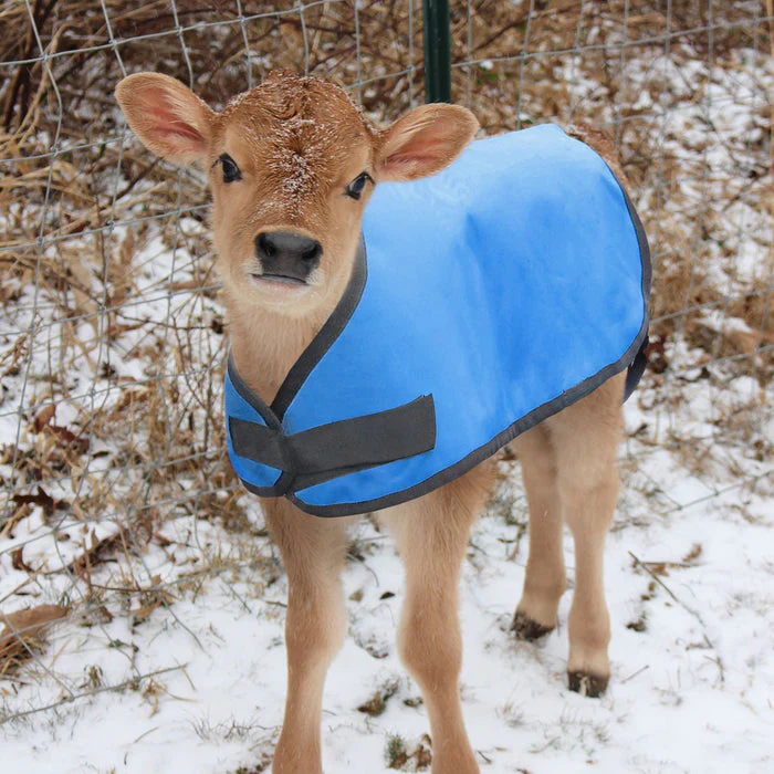 Water-Resistant Insulated Calf Blanket, 200g Fill - Healthber