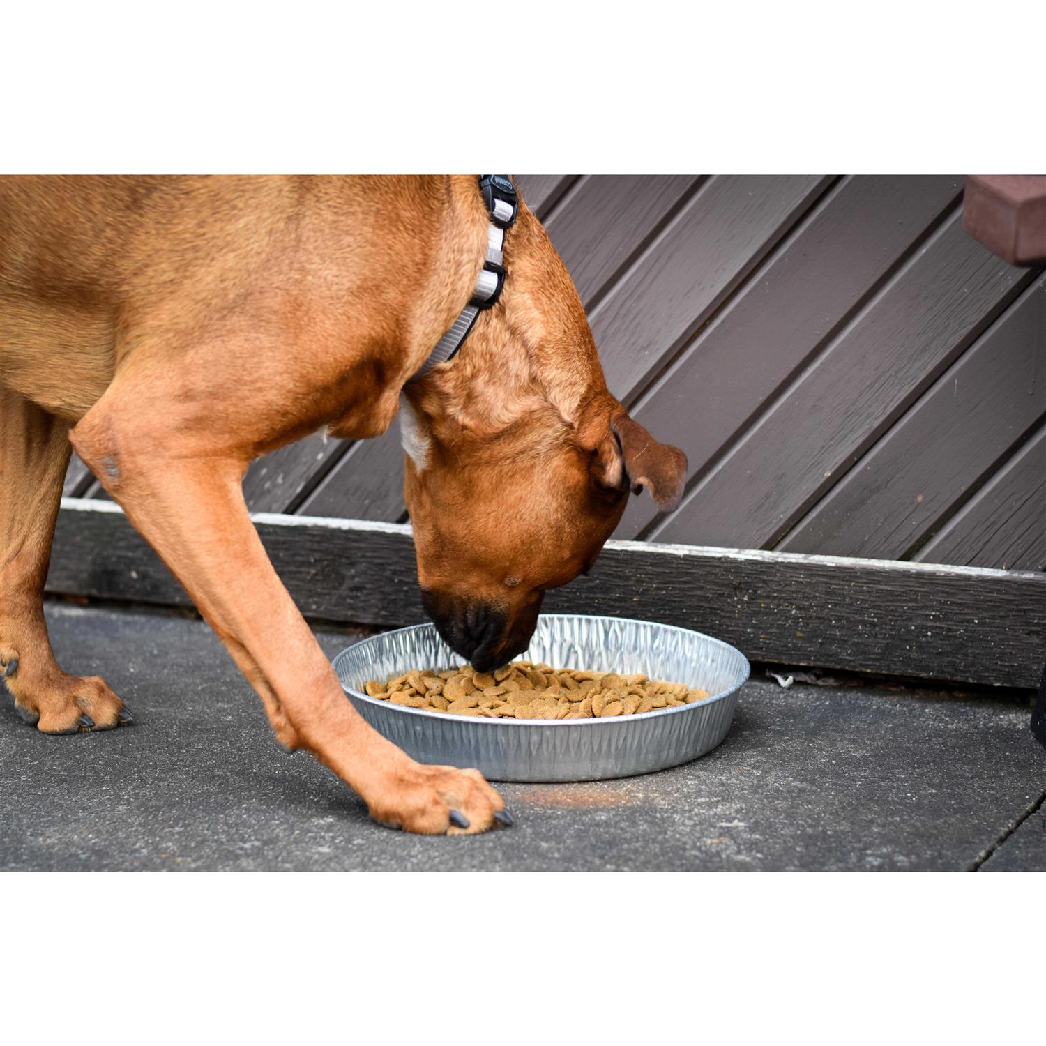 Bergan Galvanized Pet Pan 3 Quarts - Healthber