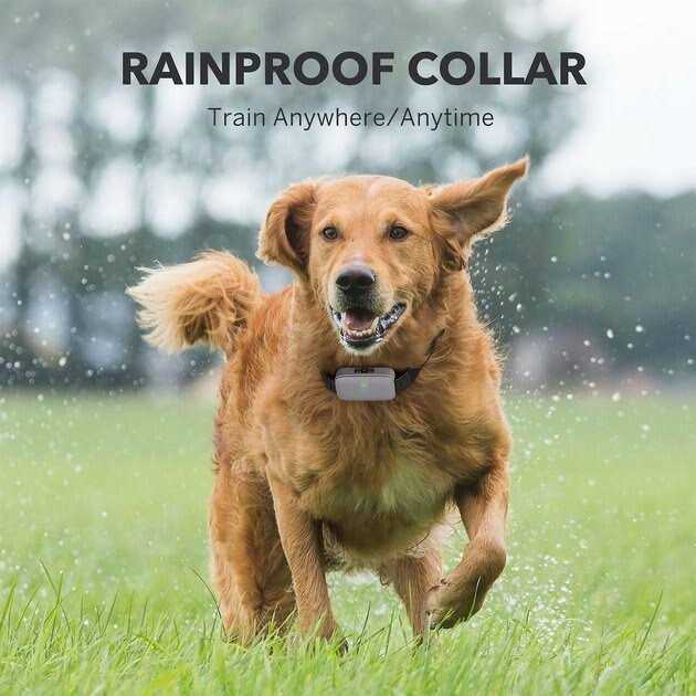 DogCare EC11 Dog Training System - Healthber