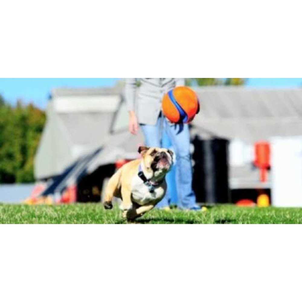 Chuckit! Kick Fetch Ball Dog Toy - Healthber