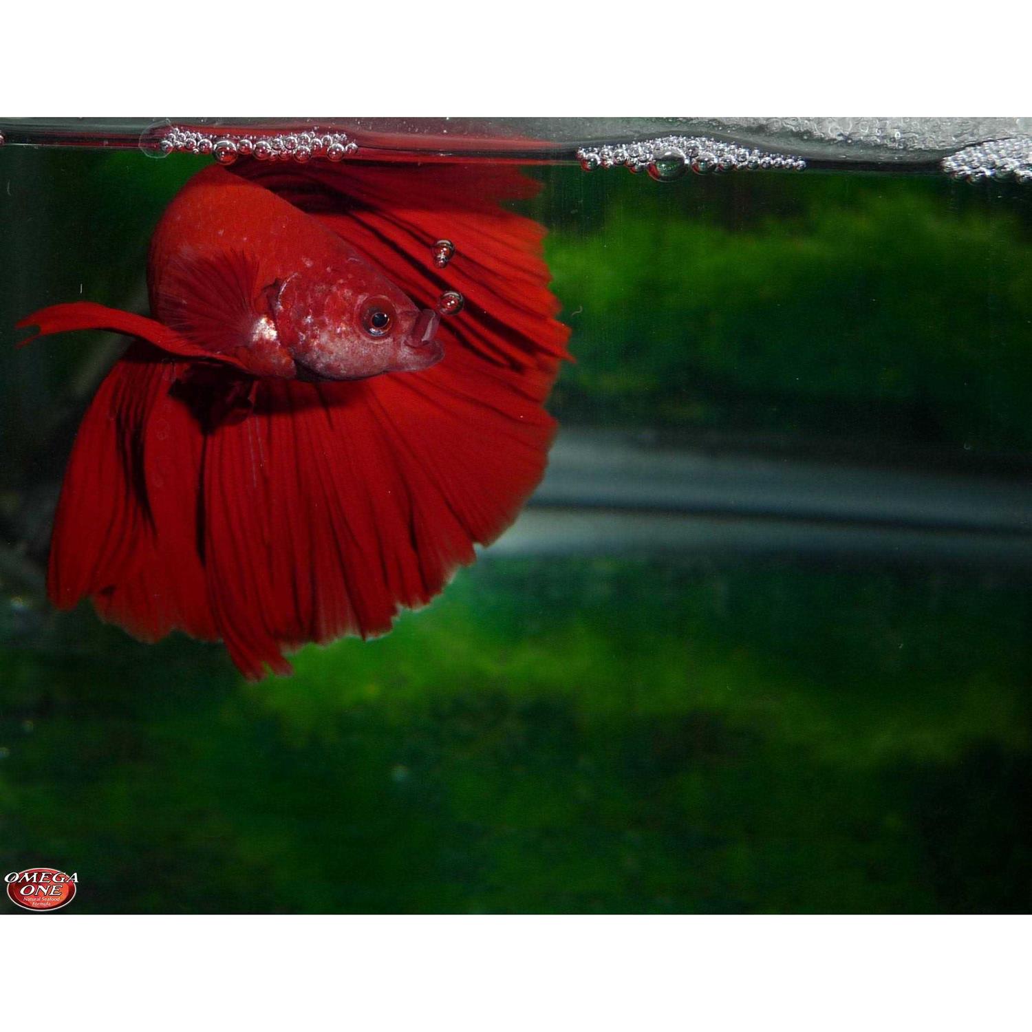 Omega One Betta Buffet Flakes Fish Food - Healthber