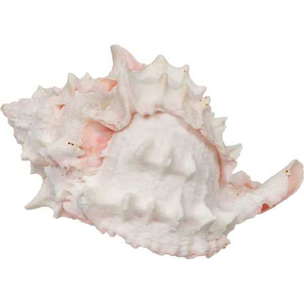 Zoo Med Hermit Crab Growth Shell - Healthber