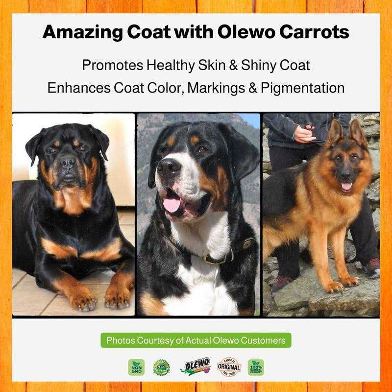 Olewo Original Carrots for Dogs Fiber for Dog Stool Hardener Dog Food Toppers for Picky Eaters - Healthber