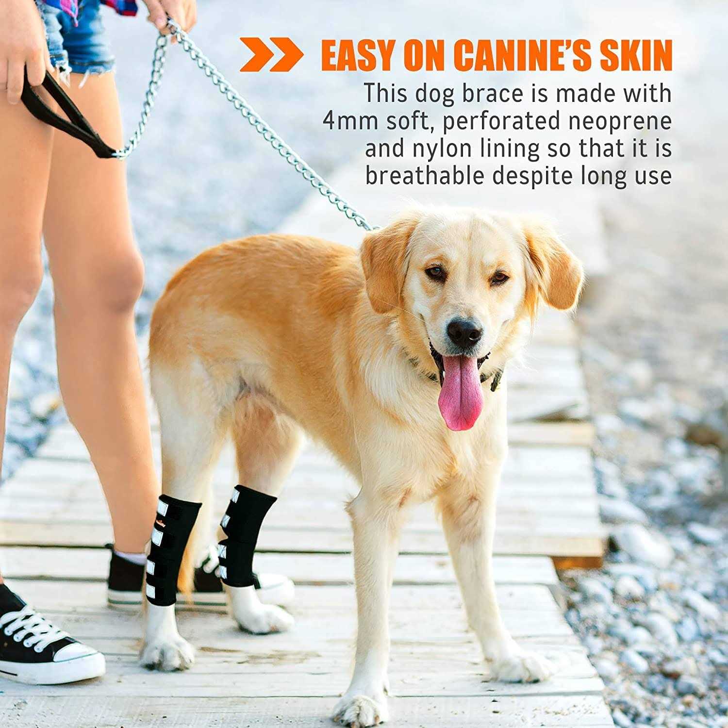 NeoAlly Dog Rear Leg Hock Metal Spring Strips - Healthber