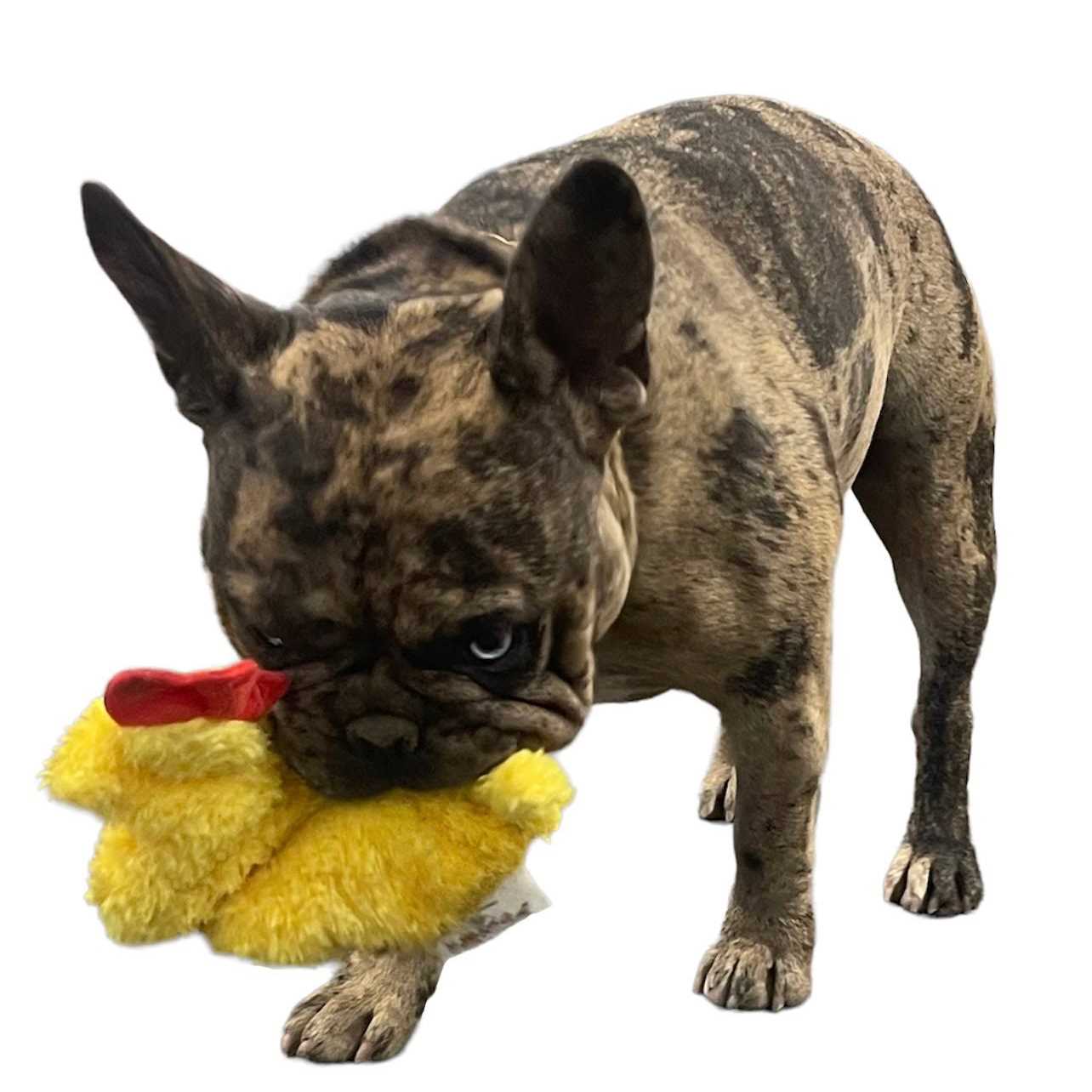 Piggy Poo and Crew Chicken and Egg Paper Crinkle Squeaker Toys - Healthber
