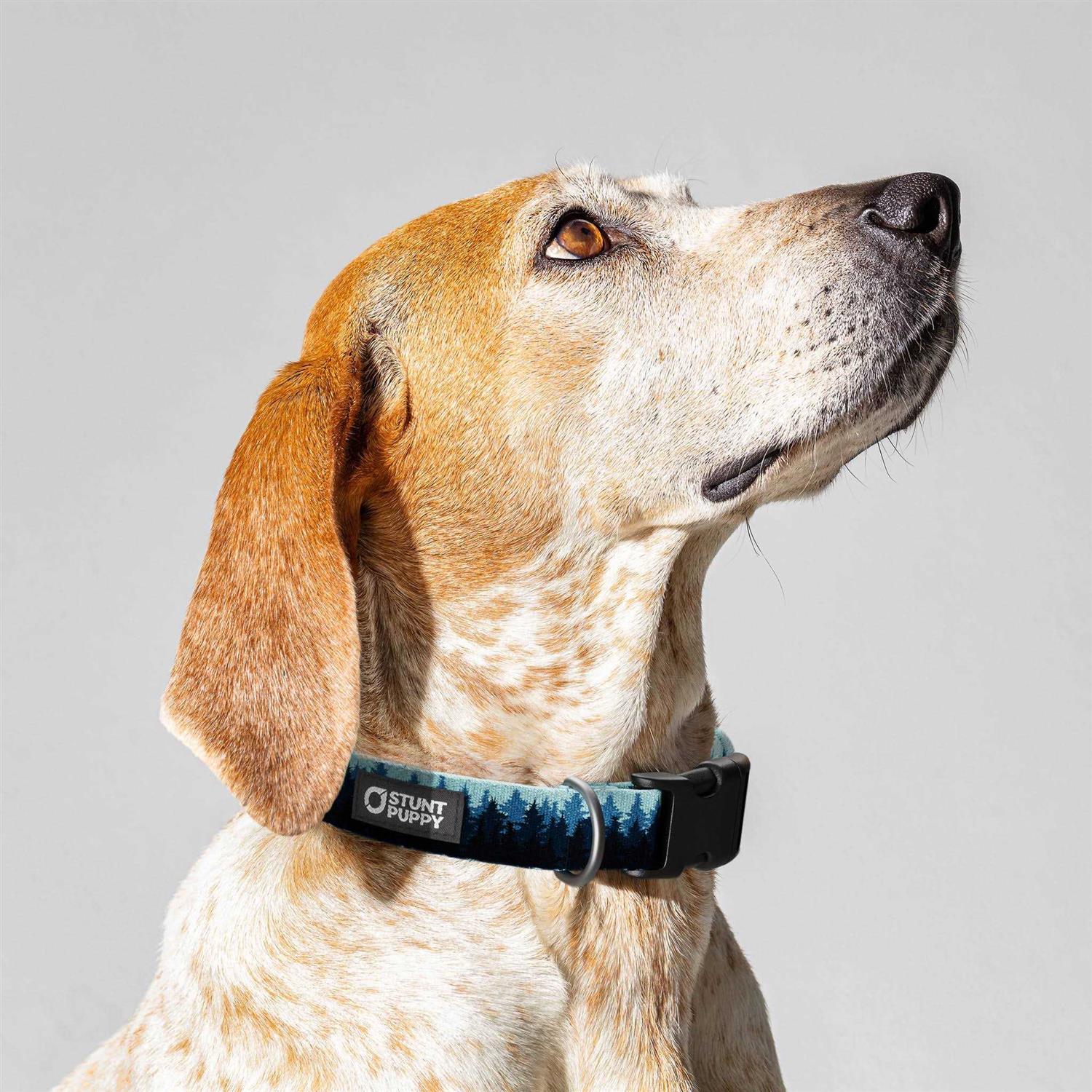 Stunt Puppy Pines Collar - Healthber