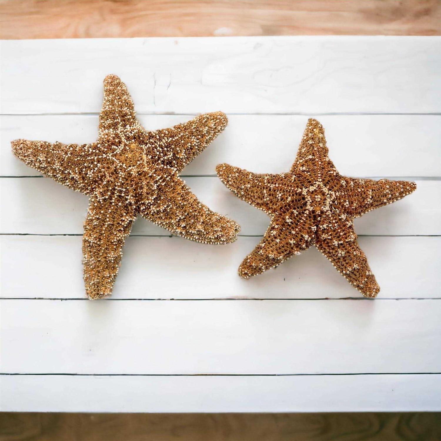 Tumbler Home Sugar Starfish 4 6 inch Large Starfish Sea Star Starfish Decor - Healthber