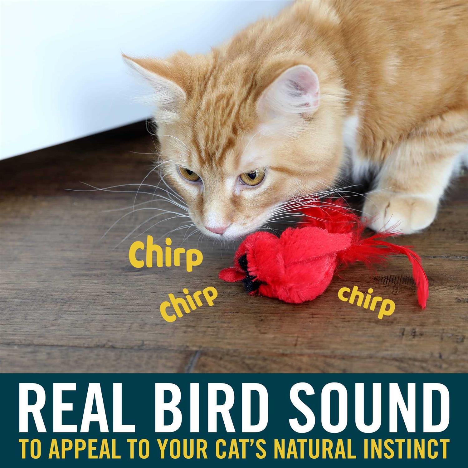 OurPets Play-N-Squeak Real Birds Cardinal Cat Toy - Healthber