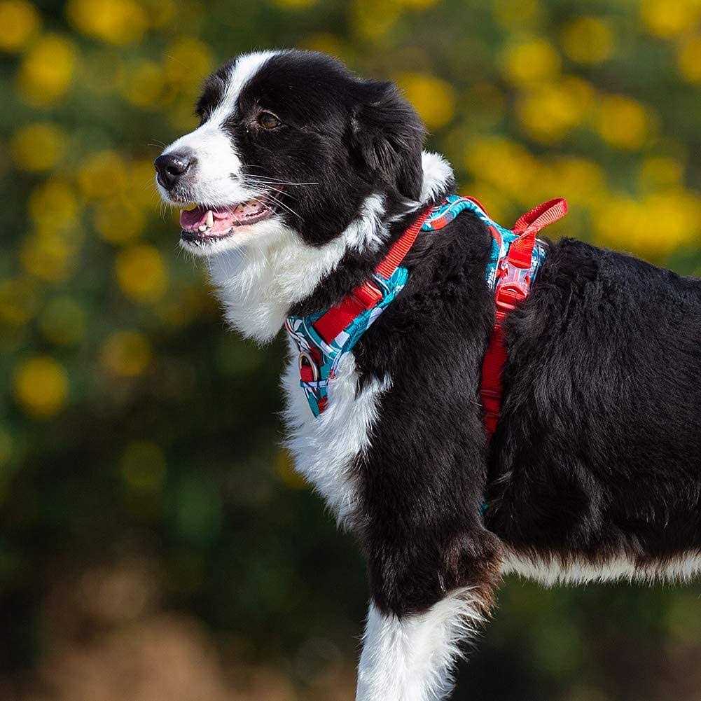 Chai’s Choice Premium Tropic Thunder Edition Dog Harness No Pull Dog Harness with Quick-Release Neck Strap for All Sized Dogs - Healthber