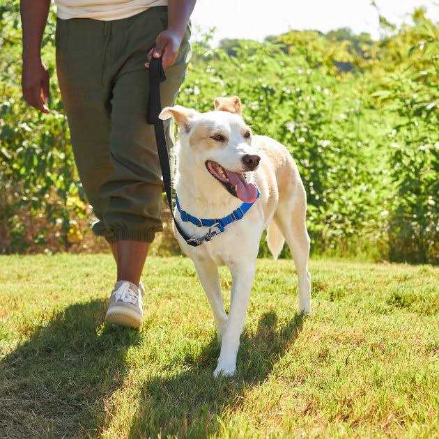 Frisco Basic No Pull Harness - Healthber