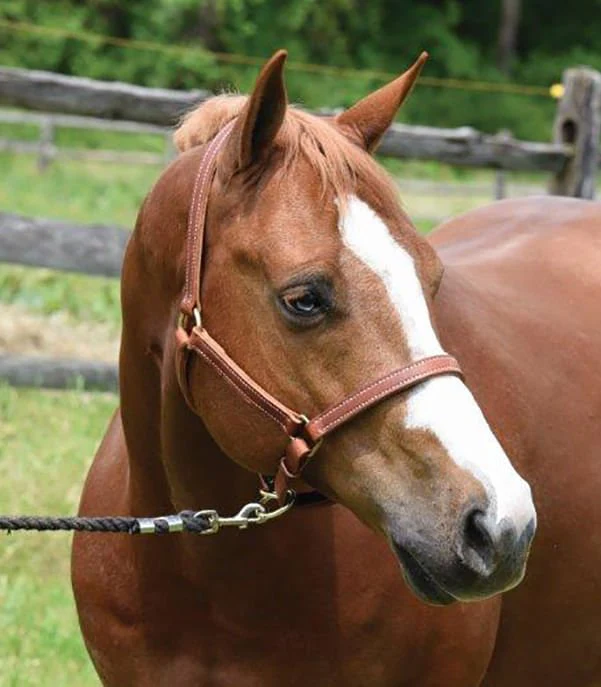 Perri's Value Leather Horse Halter, Chestnut - Healthber