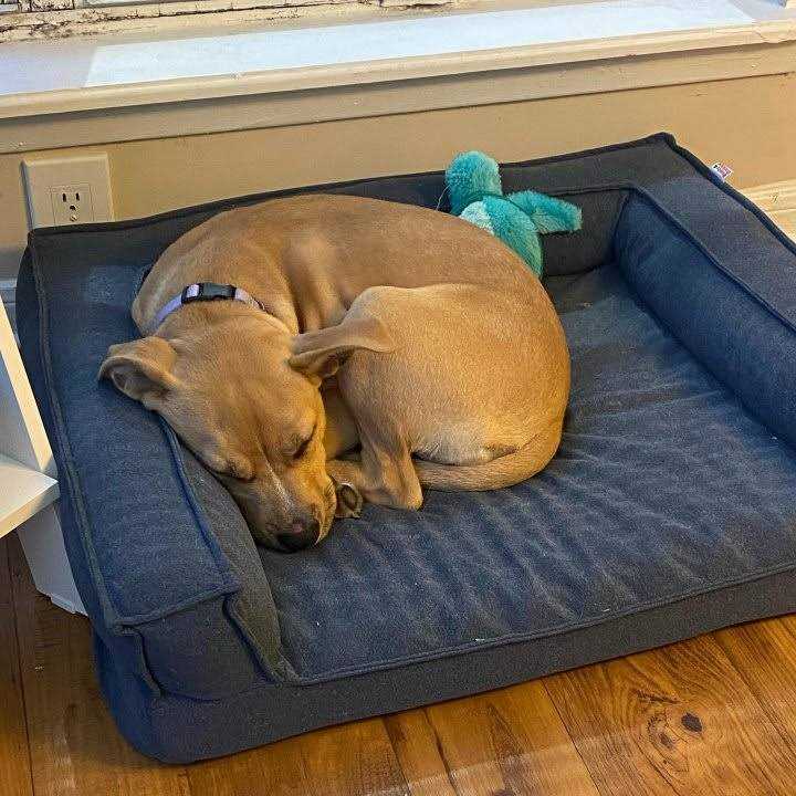 Boots & Barkley Sofa Bolster Dog Bed - Healthber