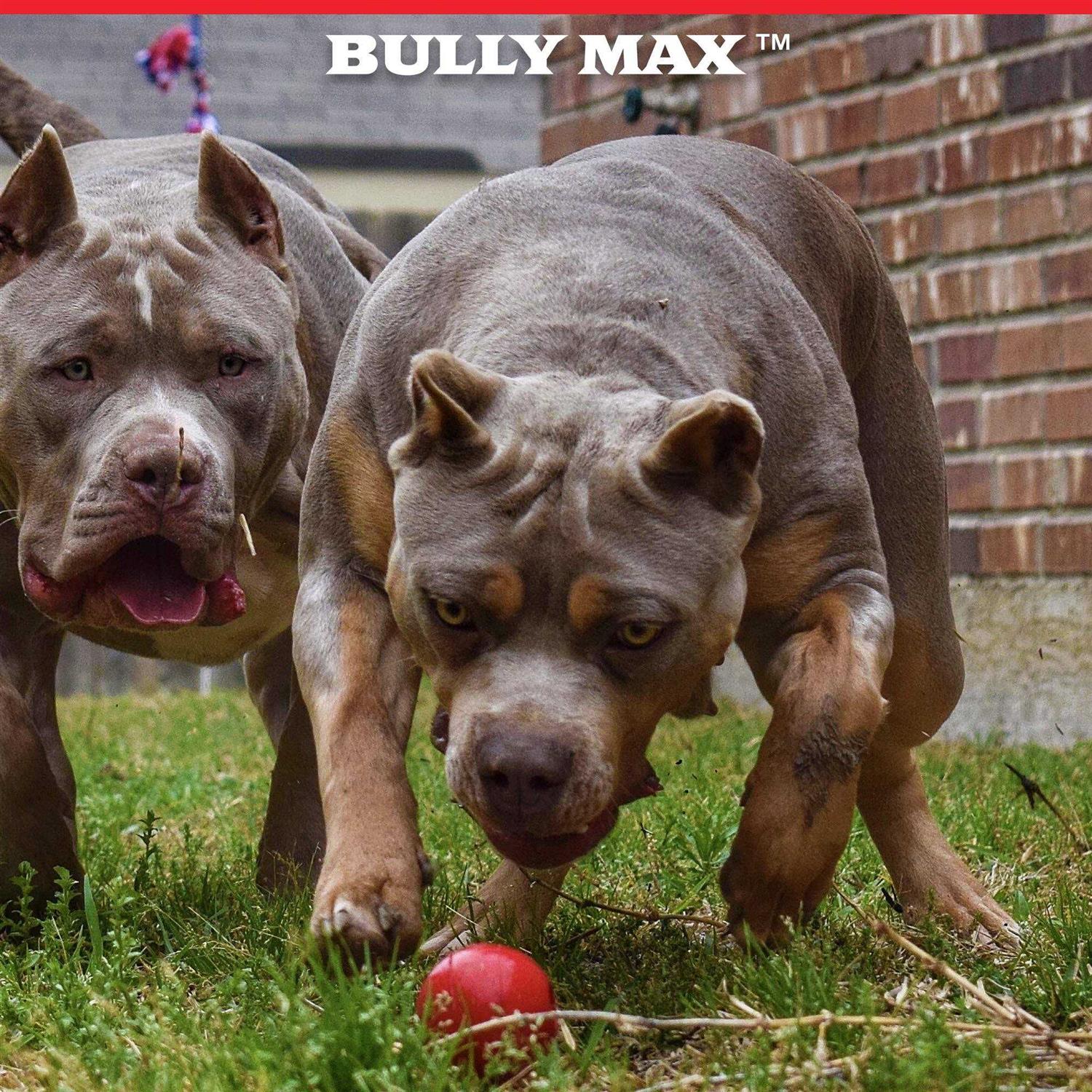 Bully Max Indestructible Dog Ball Toy for Aggressive Chewers Dog Chew Toy for Puppy - Healthber