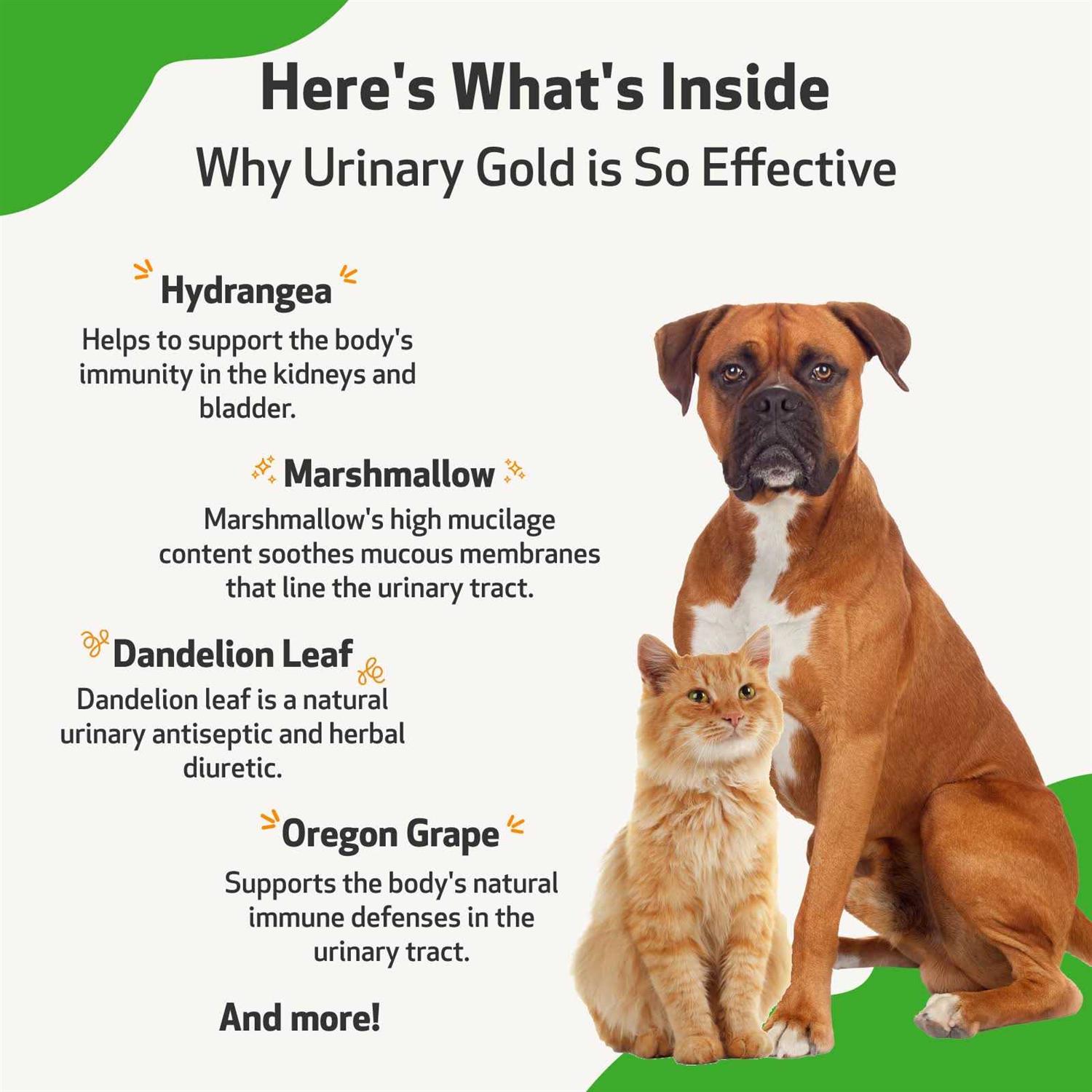 Pet Wellbeing Urinary Gold Urinary Tract Health - Healthber