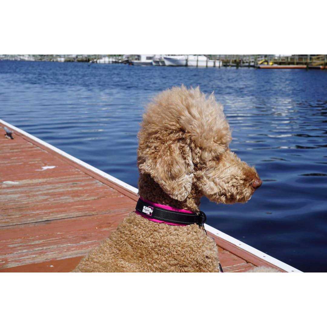 Black Rhino The Comfort Collar Ultra Soft Neoprene Padded Dog Collar for All Breeds - Healthber