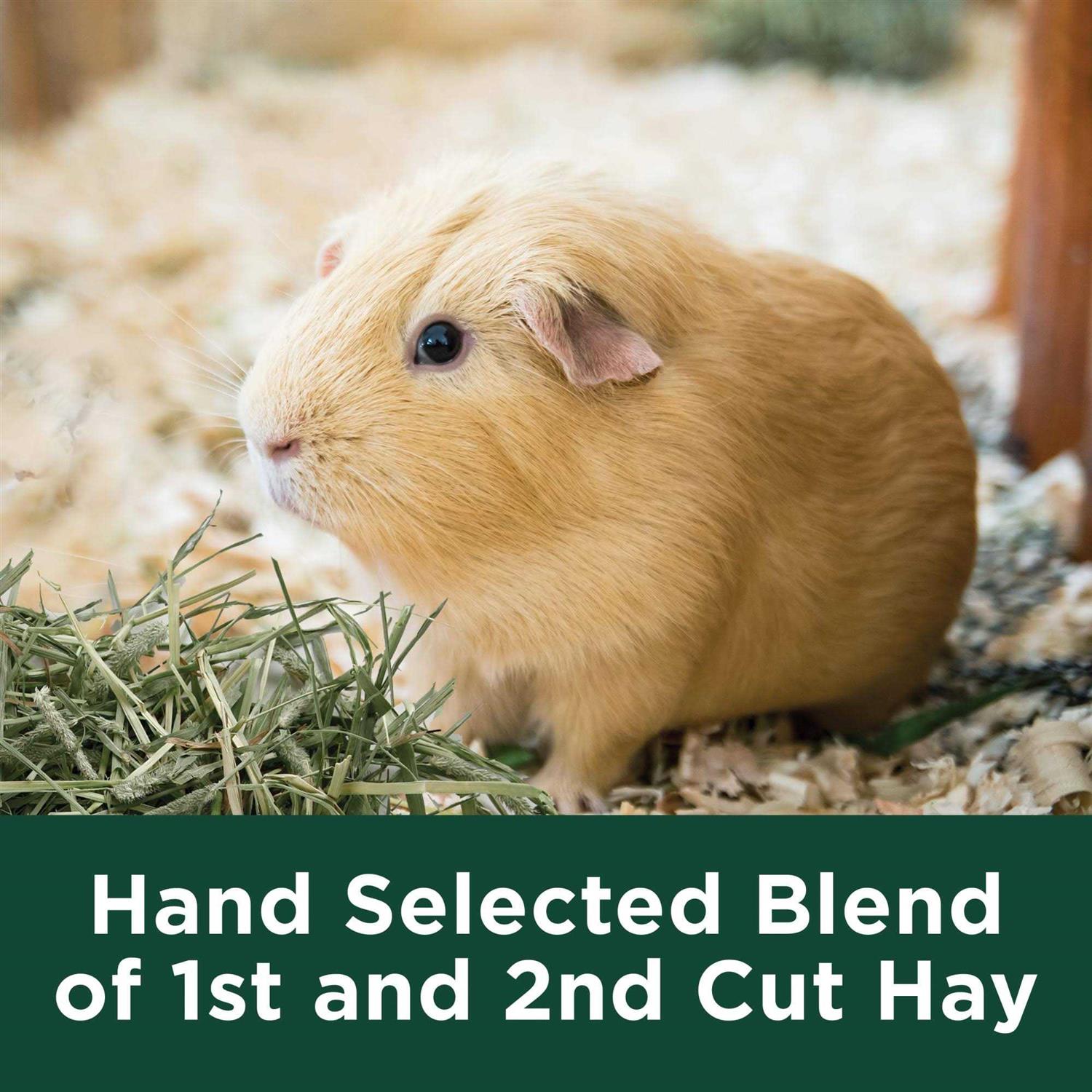 Kaytee Alfalfa Mini Bale - Healthber
