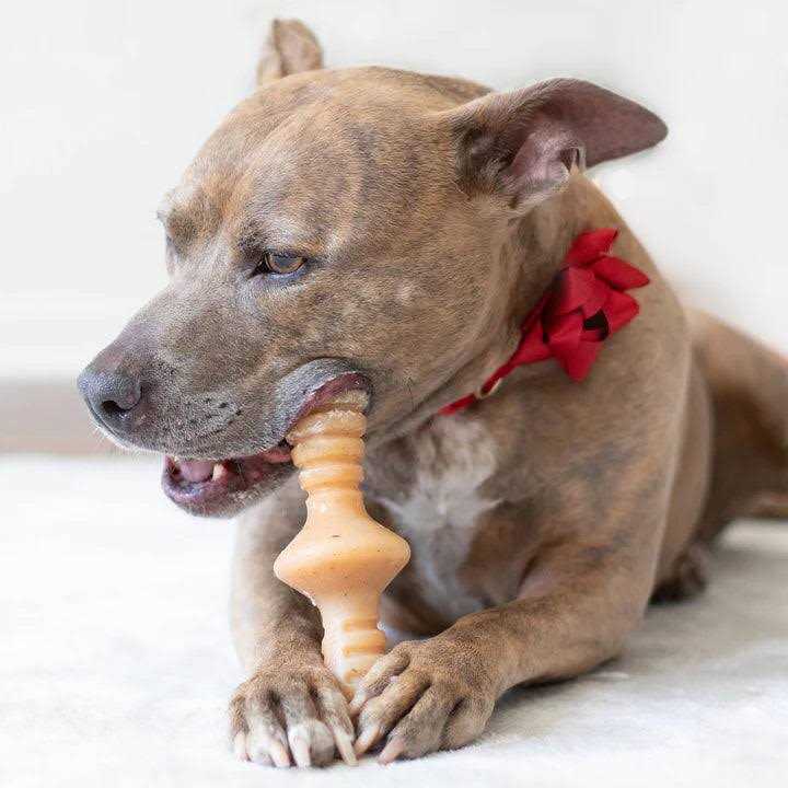 Benebone Chicken Zaggler Dog Chew Toy - Healthber