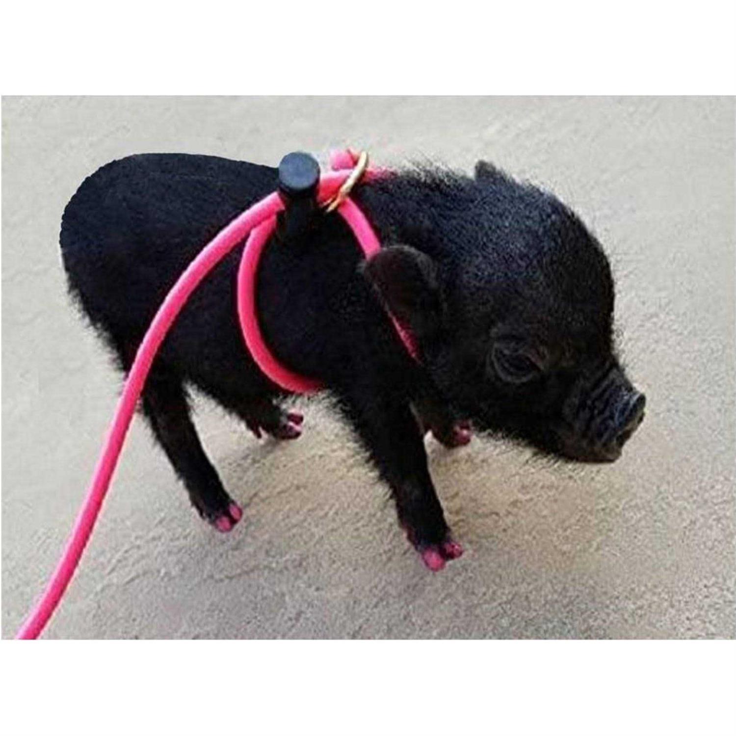Piggy Poo and Crew Adjustable Mini Pig Harness and Leash - Healthber
