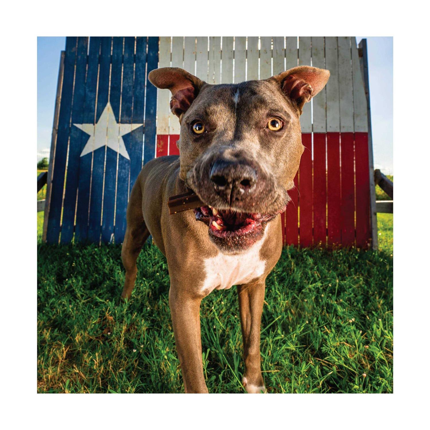 Get Naked Senior Health Dental Sticks Chicken Flavor Grain-Free Dog Treats - Healthber
