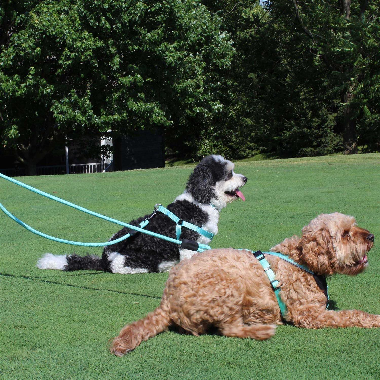 Pawtitas 2 Dog Reflective Rope Dog Leash - Healthber