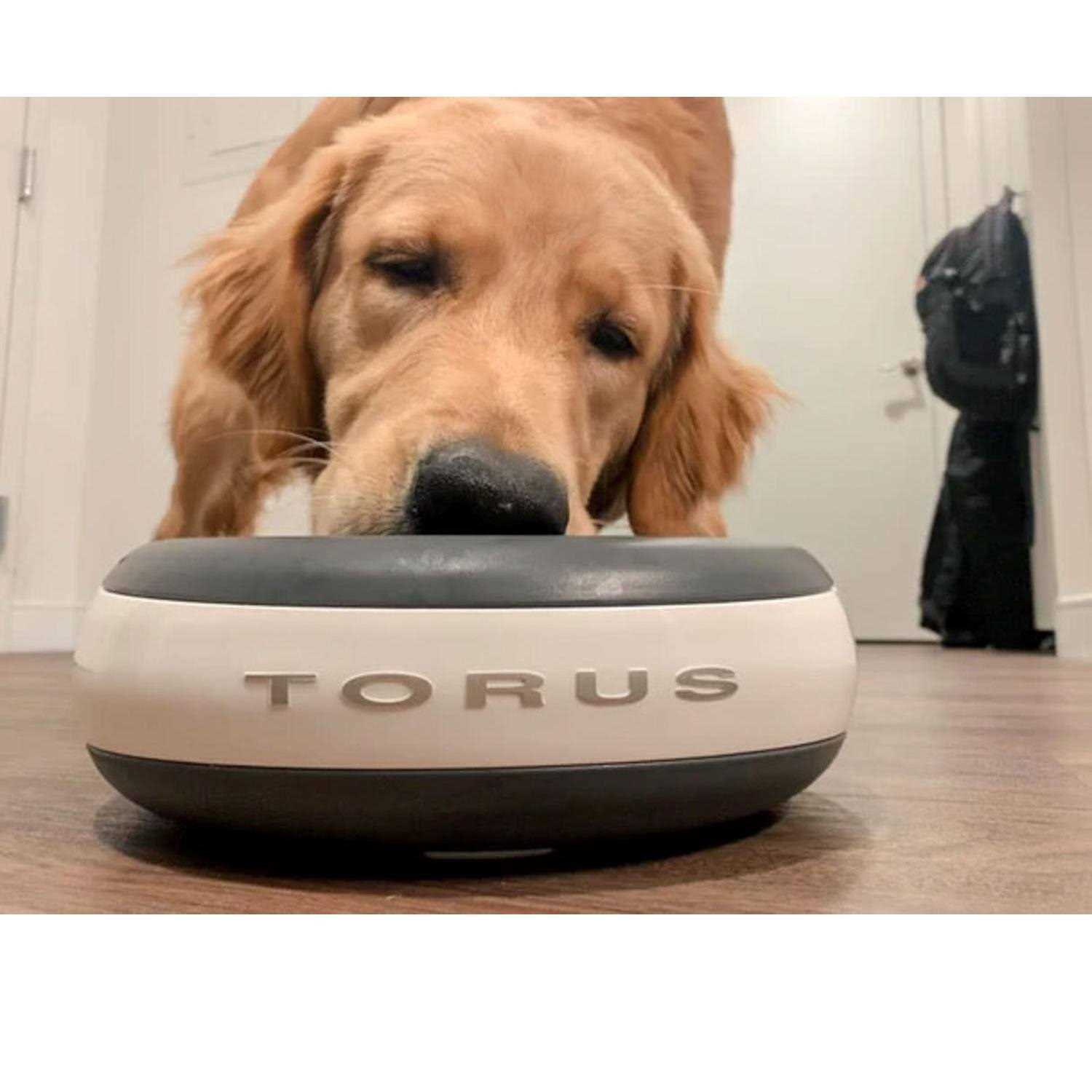 Torus Maxi Filtered Water Bowl 2-Liter - Healthber