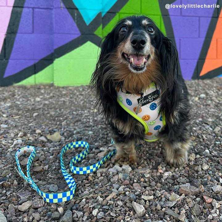 Lucy & Co Leash - Healthber