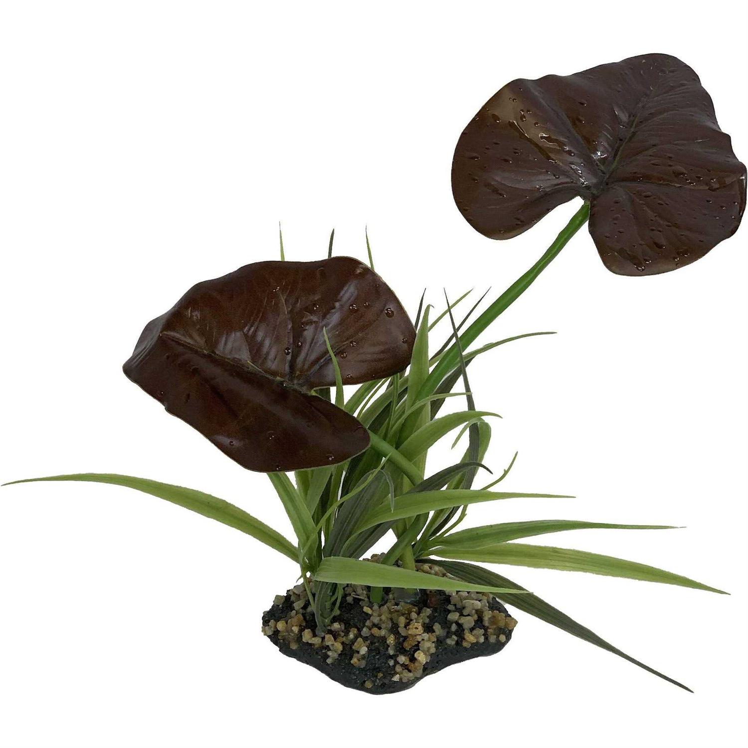 Komodo Rainforest Canopy Plant - Healthber