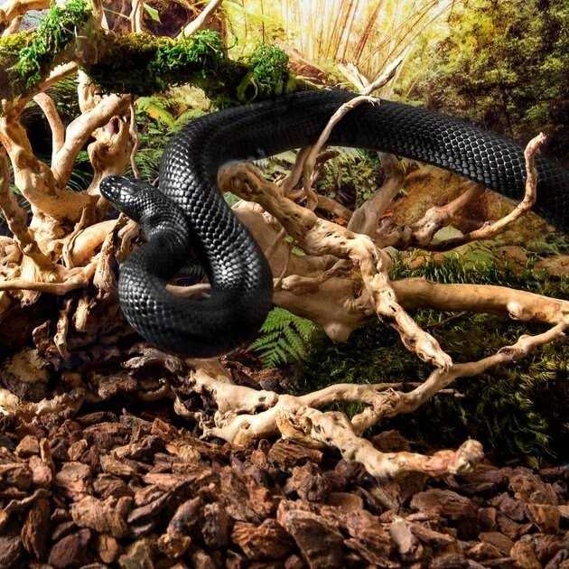 Galapagos Spider Wood - Healthber