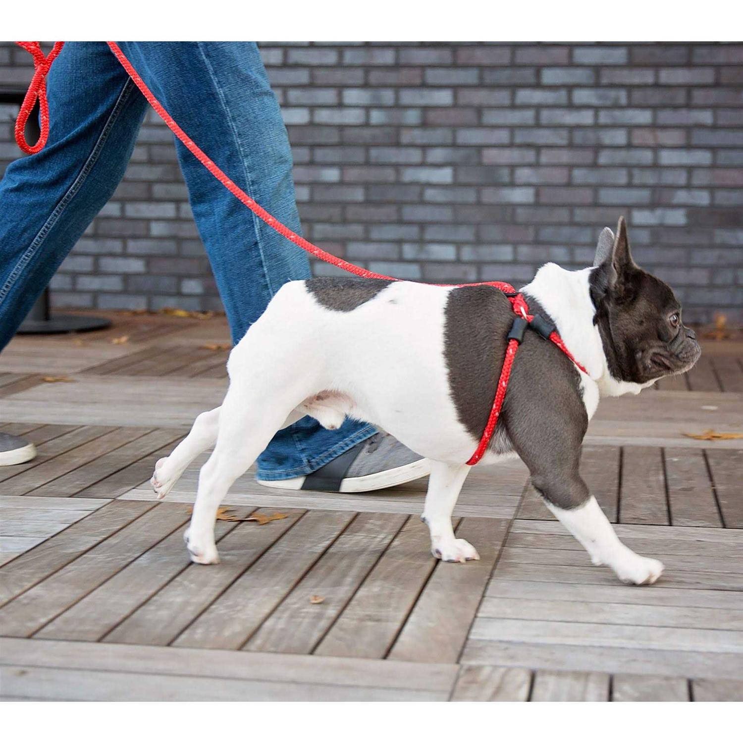 Harness Lead Dog Harness - Healthber