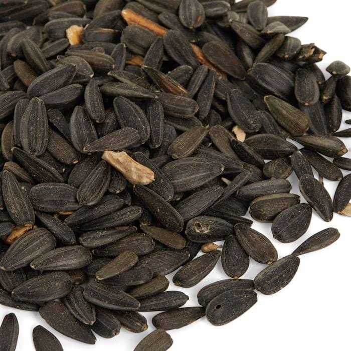 Petco Black Oil Sunflower Seed Wild Bird Food - Healthber