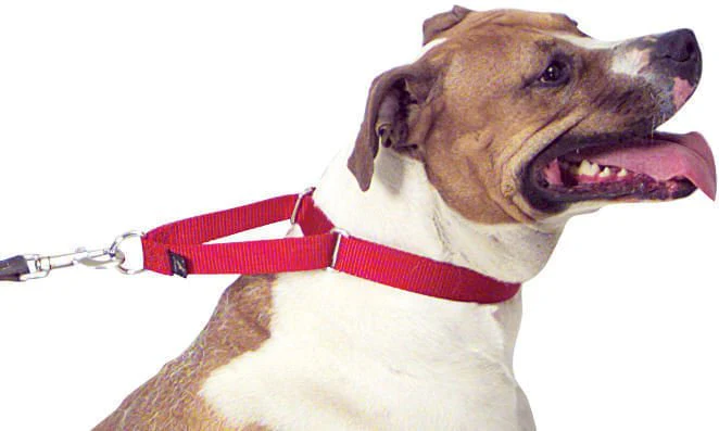 The Premier Dog Collar, 3/4