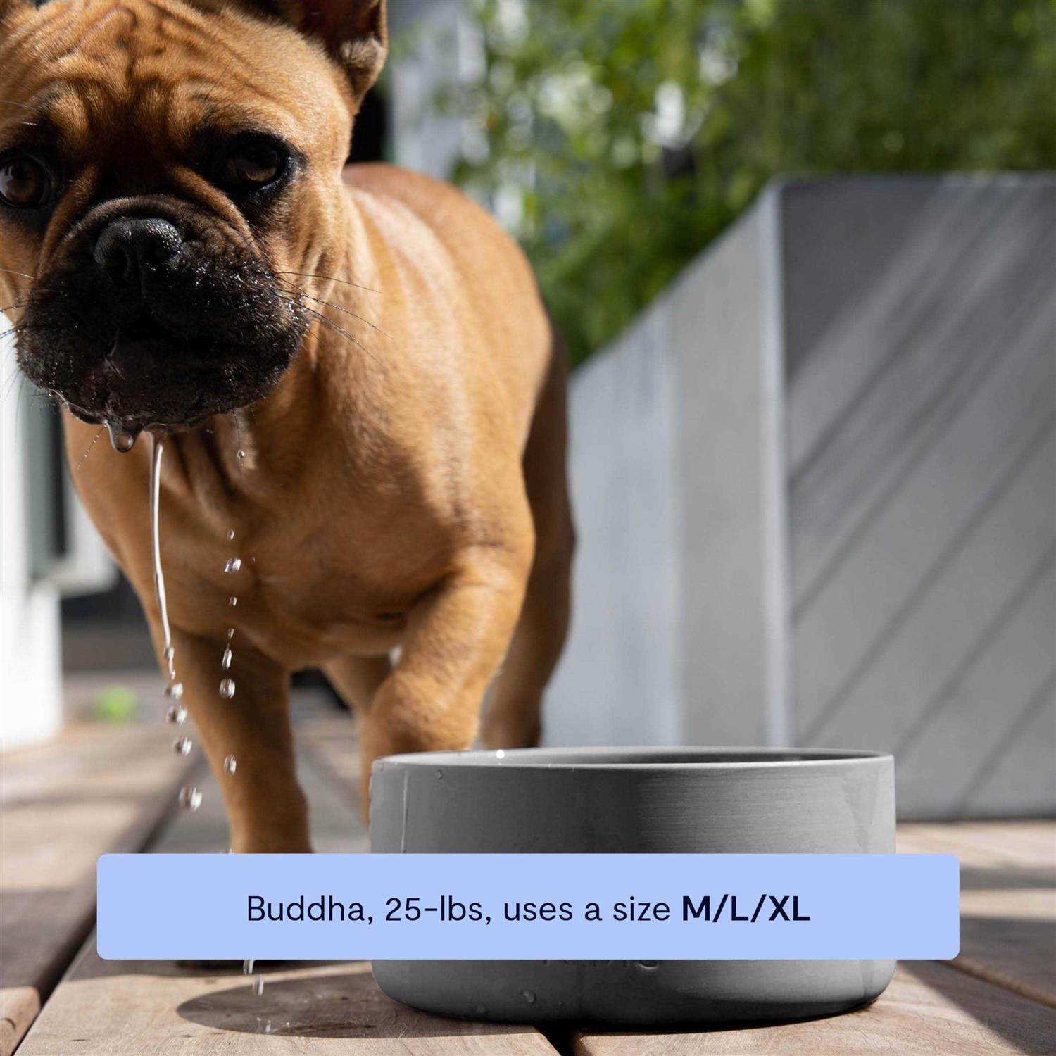 Signature Bowl Fable Pets - Healthber