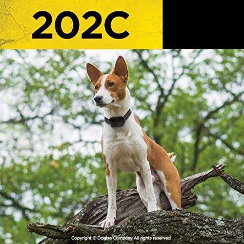 Dogtra Remote Training Collar 2-Dog 202C - Healthber