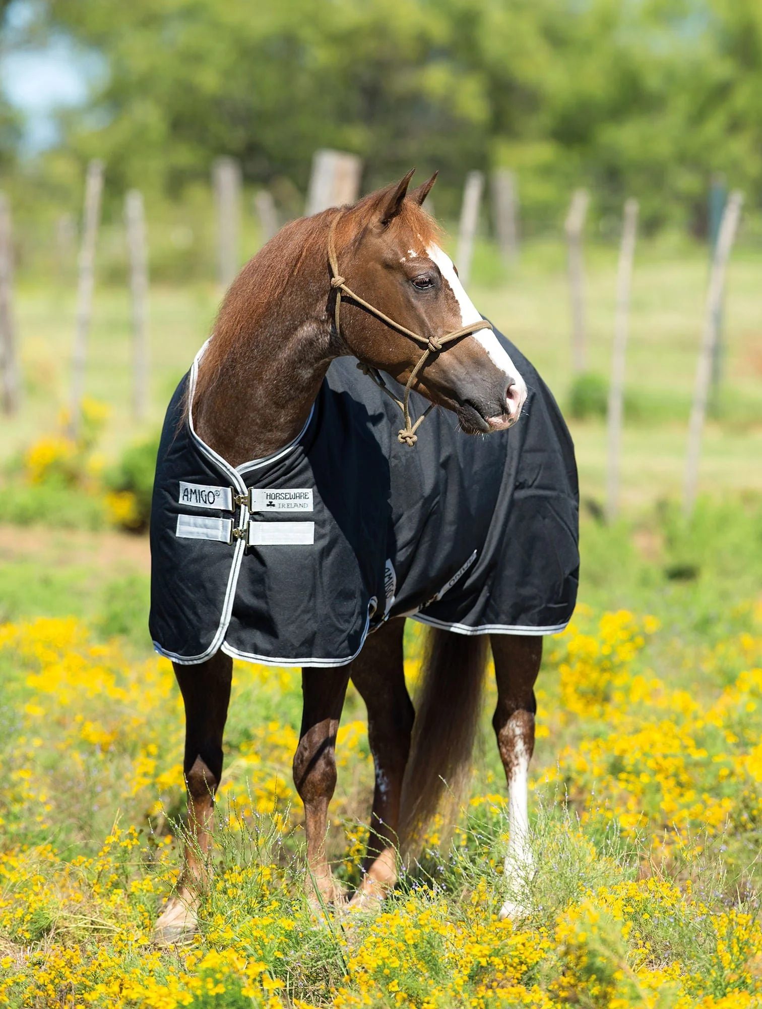 Amigo Stock Horse Lightweight Turnout Sheet - Healthber