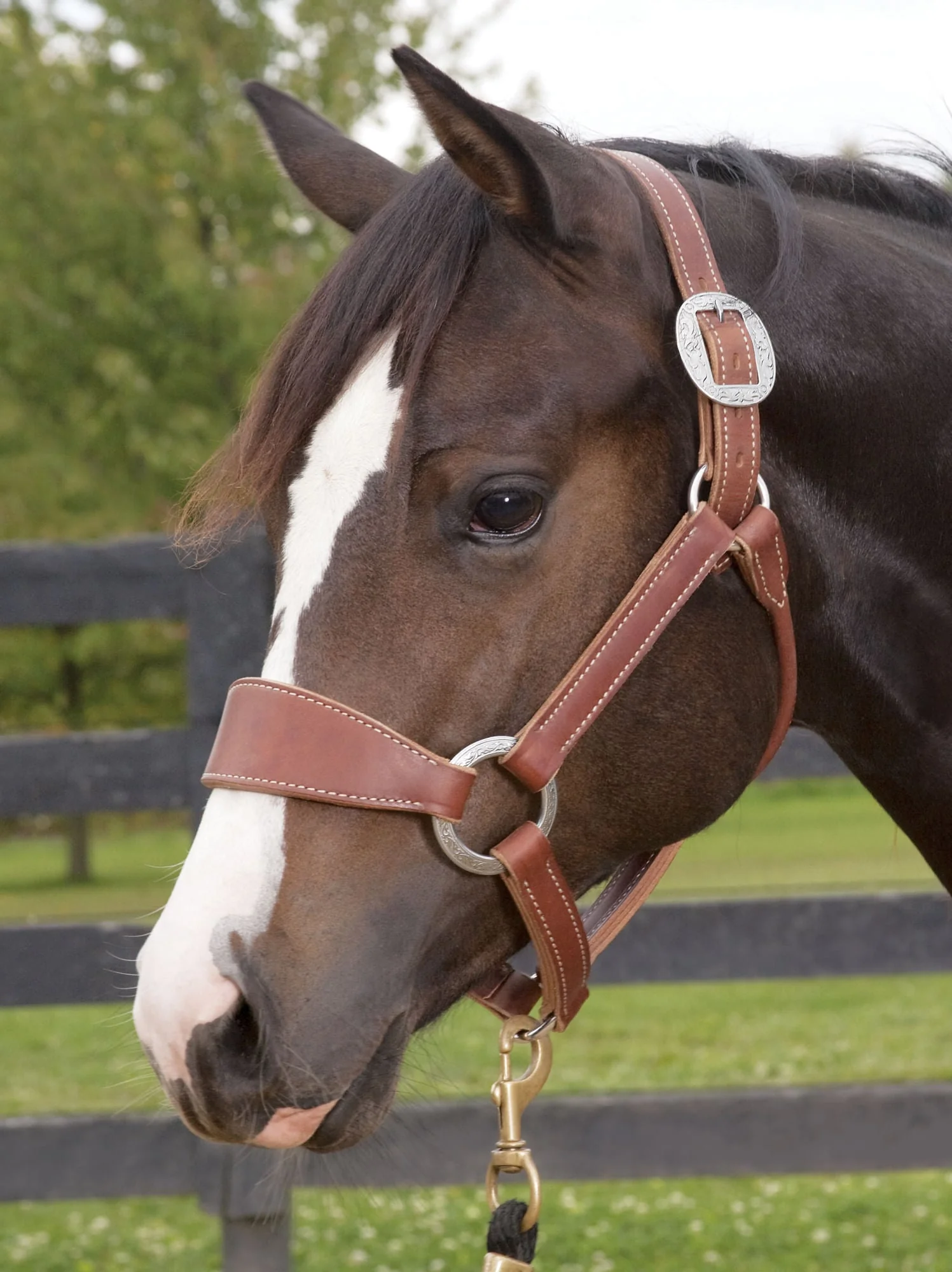 Weaver Leather Stacy Westfall Bronc Halter, Sunset Harness - Healthber